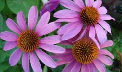 Pacific Biologic 3 PACBIO BOX PHOTO echinacea e1707609170597